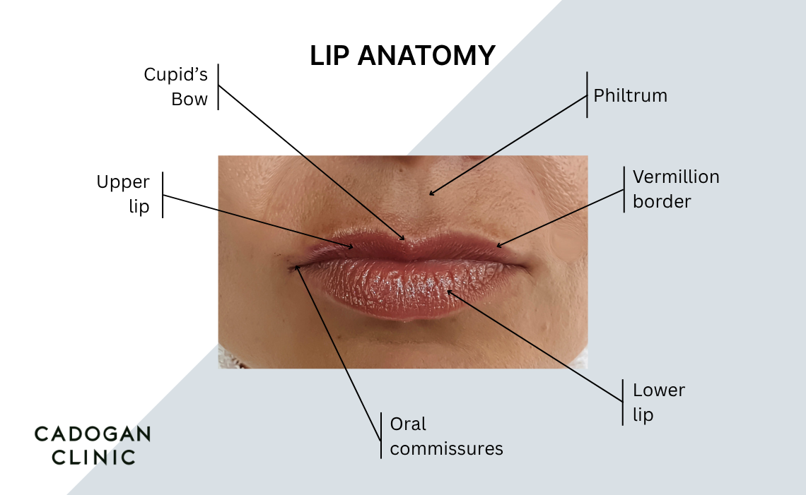 Diagram showing the anatomy of the lips